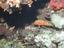 fish picture