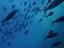 fish picture