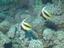 fish picture